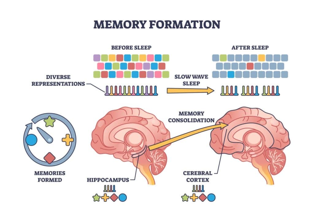 แผนภาพการสร้างความจำและการรวมความจำ (Memory Consolidation) ที่แสดงบทบาทของ Hippocampus และ Cerebral Cortex ระหว่าง Slow Wave Sleep
